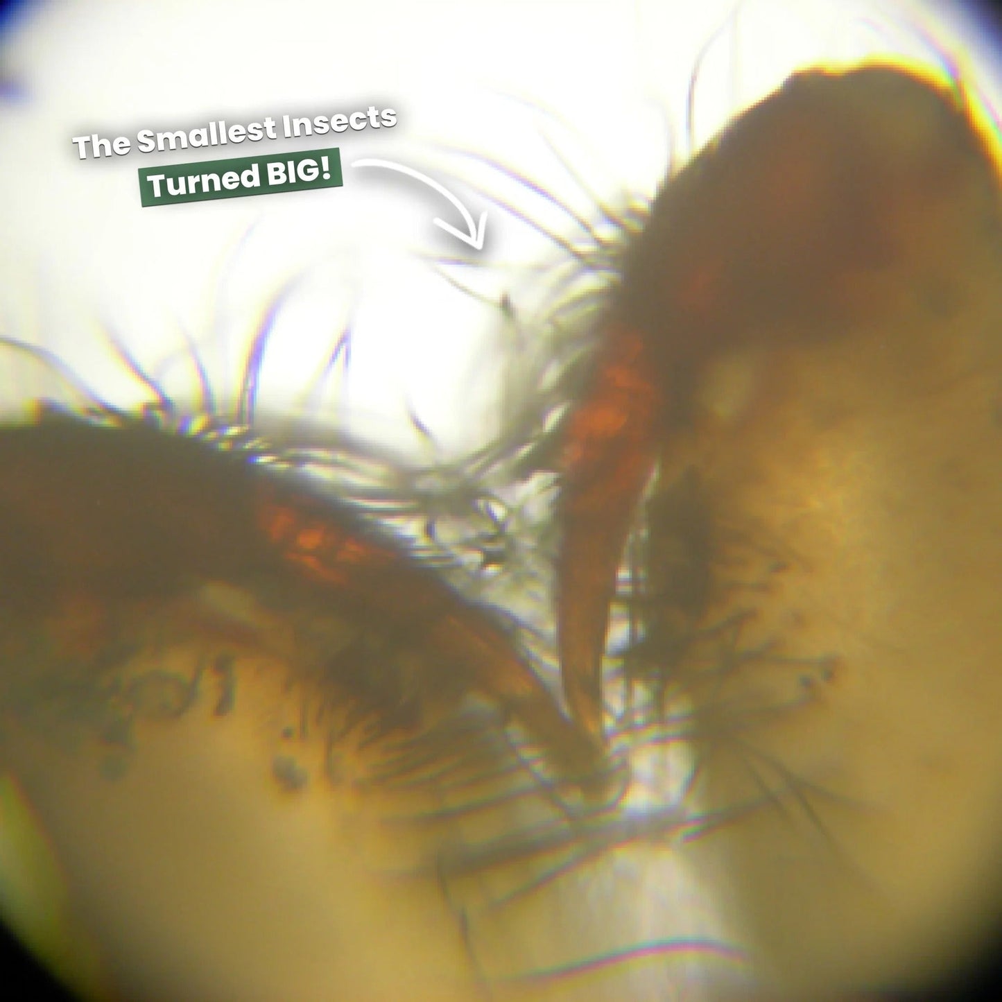 Mini Kaşif Mikroskopu